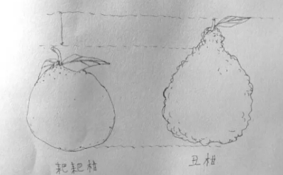 耙耙柑和不知火哪個(gè)好？耙耙柑和不知火區(qū)別