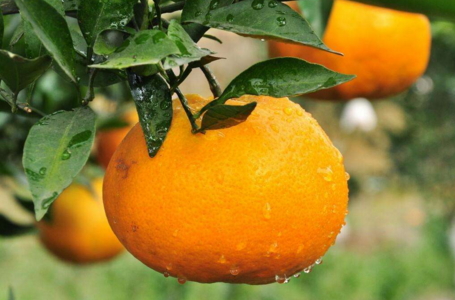 耙耙柑可以和牛奶一起吃嗎？耙耙柑和牛奶一起吃的壞處