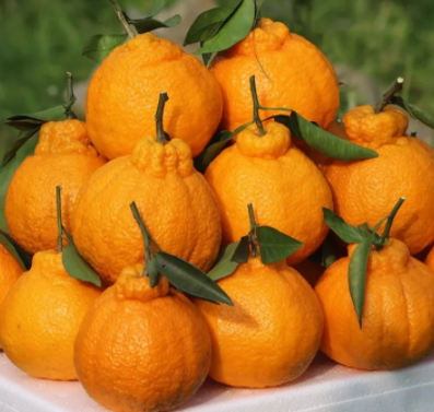 不知火吃了上火嗎？不知火可以經(jīng)常吃嗎