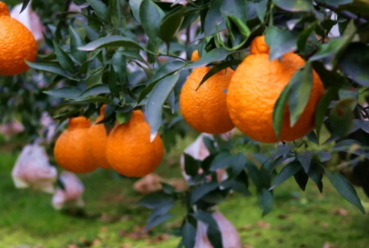 不知火吃了上火嗎？不知火可以經(jīng)常吃嗎