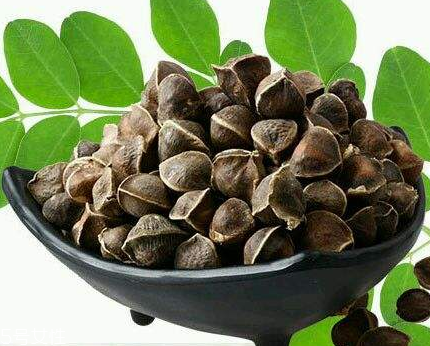 辣木籽能治口臭嗎？口臭吃辣木籽好嗎？