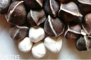 辣木籽味道 辣木籽甜還是苦？