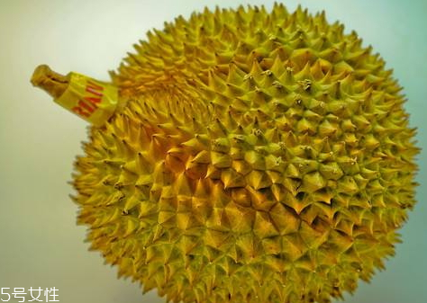 托曼尼多少錢一個 托曼尼榴蓮什么時候成熟 托曼尼多少錢一個 托曼尼榴蓮什么時候成熟