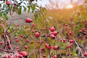 玫瑰果油孕婦可以用嗎？玫瑰果油的禁忌人群