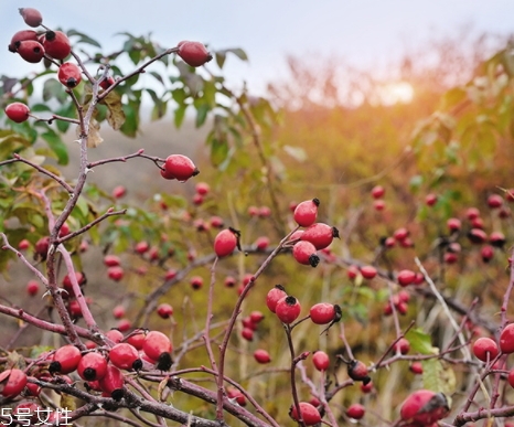 玫瑰果油可以天天用嗎？玫瑰果油多久用一次