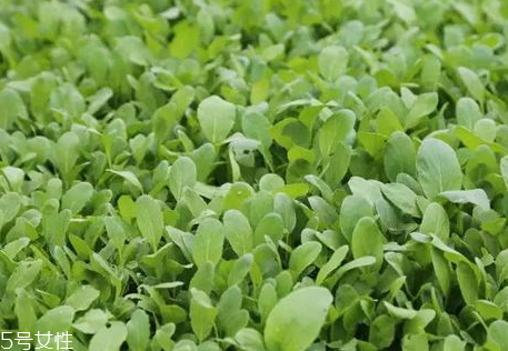 雞毛菜什么時(shí)候播種 雞毛菜什么時(shí)候吃最好 雞毛菜什么時(shí)候播種 雞毛菜什么時(shí)候吃最好