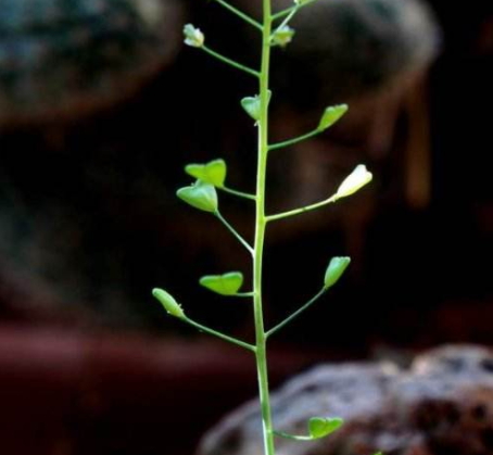 地菜花的功效與作用 地菜花的營養(yǎng)價(jià)值 地菜花的功效與作用 地菜花的營養(yǎng)價(jià)值