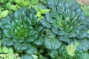 烏塌菜孕婦能吃嗎 烏塌宜忌人群 烏塌菜孕婦能吃嗎 烏塌宜忌人群