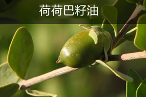 荷荷巴油可以豐胸嗎？荷荷巴油豐胸手法