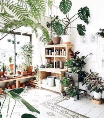 龜背竹的養(yǎng)殖方法和注意事項 龜背竹的養(yǎng)殖方法和注意事項