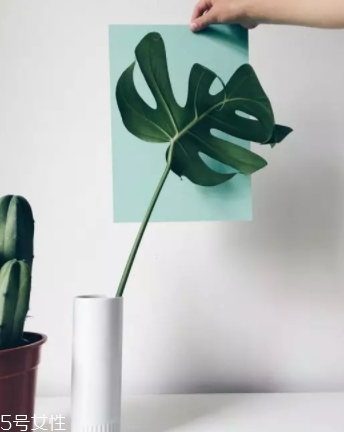 龜背竹的養(yǎng)殖方法和注意事項 龜背竹的養(yǎng)殖方法和注意事項