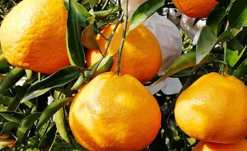 春見(jiàn)和不知火哪個(gè)好吃？春見(jiàn)不知火的不同