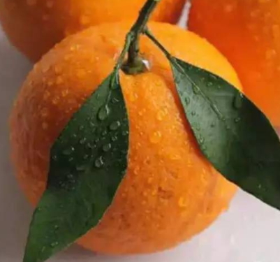 春見(jiàn)和不知火哪個(gè)好吃？春見(jiàn)不知火的不同