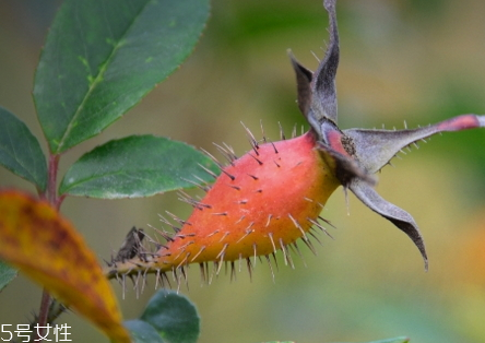 金櫻子怎么保存 金櫻子發(fā)霉能吃嗎 金櫻子怎么保存 金櫻子發(fā)霉能吃嗎