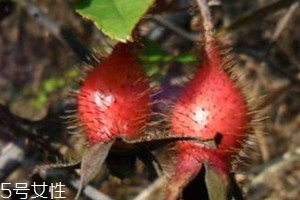 金櫻子怎么保存 金櫻子發(fā)霉能吃嗎 金櫻子怎么保存 金櫻子發(fā)霉能吃嗎