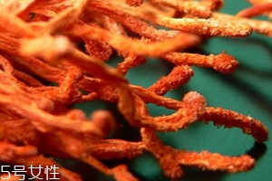 蟲草花發(fā)白可以吃嗎 蟲草花為什么發(fā)白 蟲草花發(fā)白可以吃嗎 蟲草花為什么發(fā)白