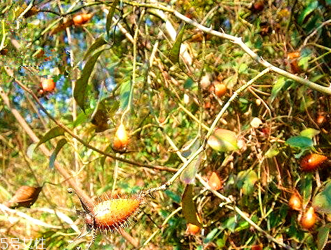 金櫻子不能和什么一起吃 金櫻子什么人不能吃 金櫻子不能和什么一起吃 金櫻子什么人不能吃