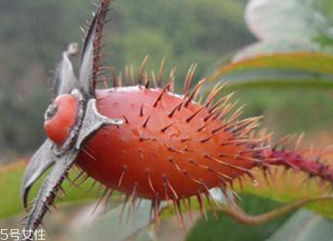 金櫻子不能和什么一起吃 金櫻子什么人不能吃 金櫻子不能和什么一起吃 金櫻子什么人不能吃