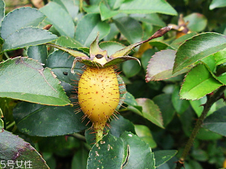 金櫻子可以泡水喝嗎 金櫻子泡水要去籽嗎 金櫻子可以泡水喝嗎 金櫻子泡水要去籽嗎