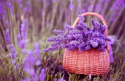 薰衣草精油怎么泡腳？薰衣草精油泡腳方法