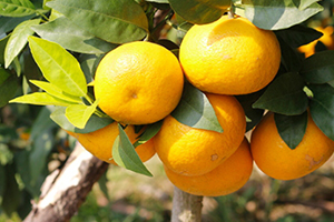 沃柑的功效作用 沃柑的營養(yǎng)價(jià)值