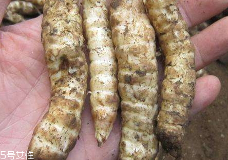 蟲草參多少錢一斤 蟲草參怎么選購 蟲草參多少錢一斤 蟲草參怎么選購