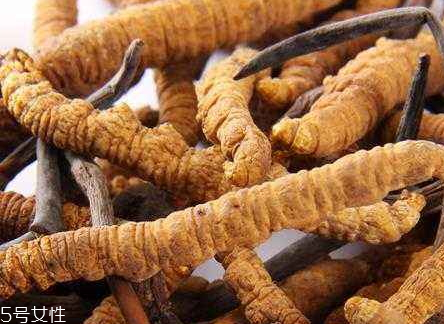 蟲草參多少錢一斤 蟲草參怎么選購 蟲草參多少錢一斤 蟲草參怎么選購