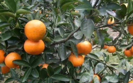 沃柑和茂谷柑哪個(gè)好吃？沃柑和茂谷柑的區(qū)別