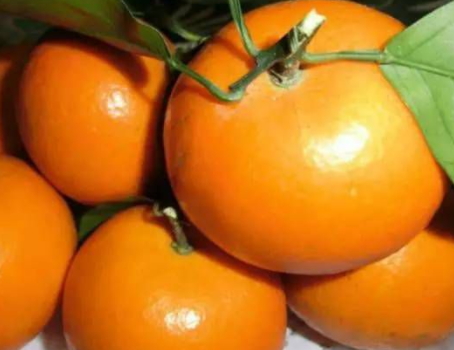 沃柑和茂谷柑哪個(gè)好吃？沃柑和茂谷柑的區(qū)別