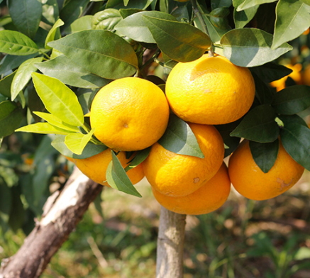 沃柑和茂谷柑哪個(gè)好吃？沃柑和茂谷柑的區(qū)別