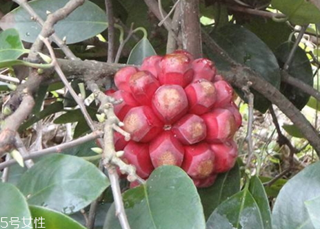 黑老虎果多少錢(qián)一斤 黑老虎果什么時(shí)候成熟