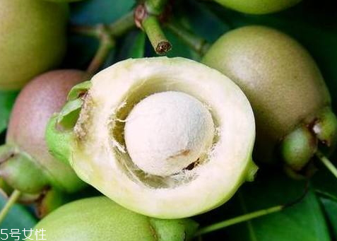 蒲桃怎么吃 蒲桃可以直接吃嗎 蒲桃怎么吃 蒲桃可以直接吃嗎