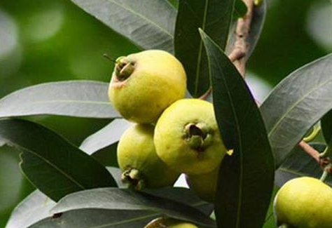 蒲桃干的功效與作用 蒲桃的營(yíng)養(yǎng)價(jià)值 蒲桃干的功效與作用 蒲桃的營(yíng)養(yǎng)價(jià)值