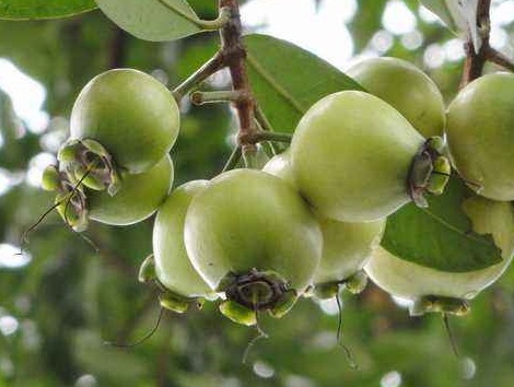 蒲桃干的功效與作用 蒲桃的營(yíng)養(yǎng)價(jià)值 蒲桃干的功效與作用 蒲桃的營(yíng)養(yǎng)價(jià)值