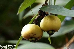 蒲桃怎么吃 蒲桃可以直接吃嗎 蒲桃怎么吃 蒲桃可以直接吃嗎