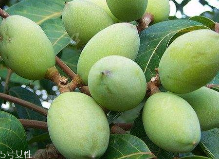 橄欖可以放冰箱嗎 新鮮橄欖怎么保存時間長 橄欖可以放冰箱嗎 新鮮橄欖怎么保存時間長