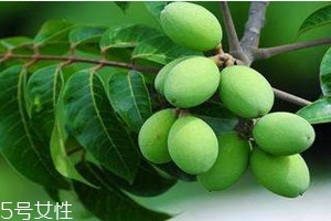 橄欖可以放冰箱嗎 新鮮橄欖怎么保存時間長 橄欖可以放冰箱嗎 新鮮橄欖怎么保存時間長