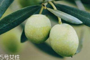 橄欖果什么時(shí)候成熟 橄欖果的上市時(shí)間 橄欖果什么時(shí)候成熟 橄欖果的上市時(shí)間