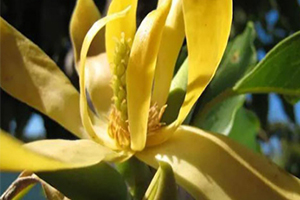 依蘭精油的功效與作用 依蘭精油的功效與作用