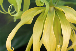 依蘭精油可以豐胸嗎？依蘭精油怎么豐胸