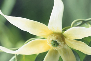 依蘭精油是什么味道？依蘭精油好聞嗎