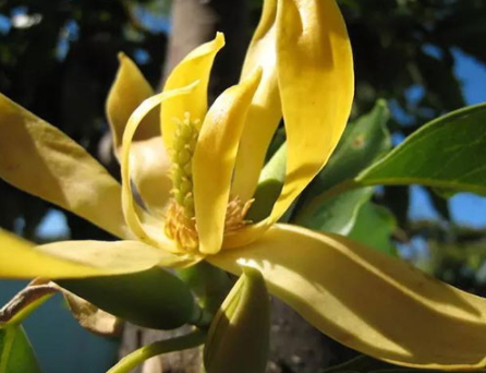 依蘭精油是什么味道？依蘭精油好聞嗎