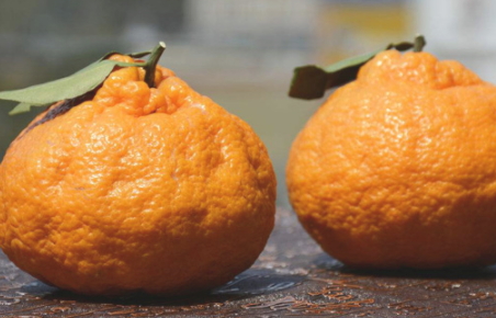 丑橘和橙子的區(qū)別 丑橘和橙子哪個(gè)好吃 丑橘和橙子的區(qū)別 丑橘和橙子哪個(gè)好吃