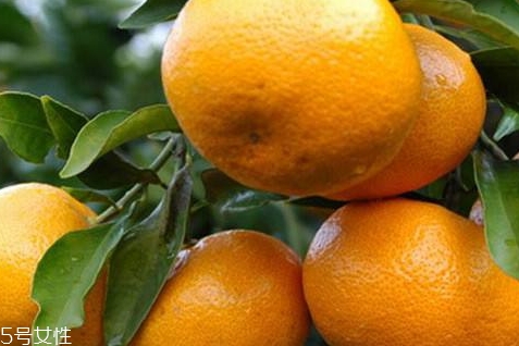 椪柑的營養(yǎng)價值 椪柑的功效作用 椪柑的營養(yǎng)價值 椪柑的功效作用