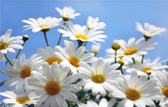 精油用在護(hù)膚哪一步 精油護(hù)膚的好處 精油用在護(hù)膚哪一步 精油護(hù)膚的好處