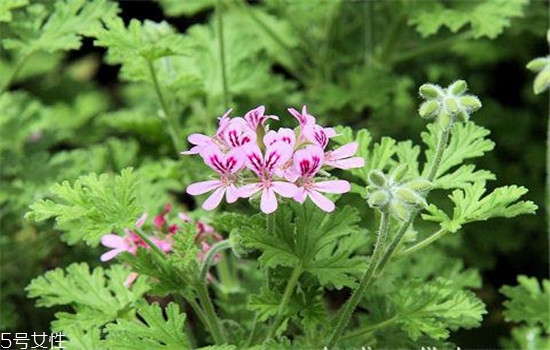 精油用在護(hù)膚哪一步 精油護(hù)膚的好處 精油用在護(hù)膚哪一步 精油護(hù)膚的好處