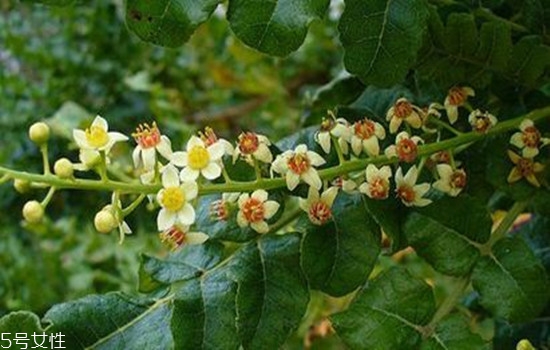 精油用在護(hù)膚哪一步 精油護(hù)膚的好處 精油用在護(hù)膚哪一步 精油護(hù)膚的好處