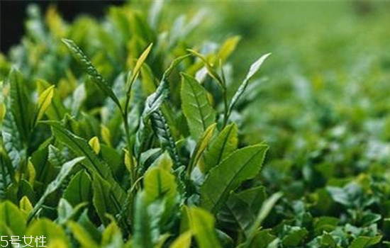 精油用在護(hù)膚哪一步 精油護(hù)膚的好處 精油用在護(hù)膚哪一步 精油護(hù)膚的好處