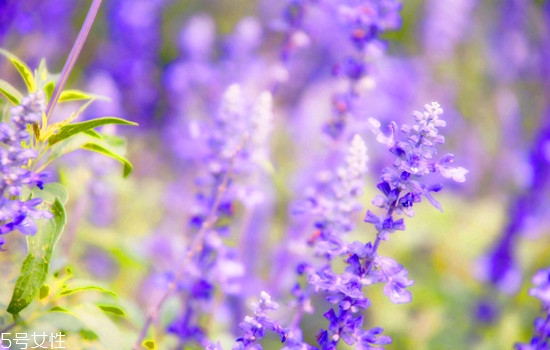 精油用在護(hù)膚哪一步 精油護(hù)膚的好處 精油用在護(hù)膚哪一步 精油護(hù)膚的好處