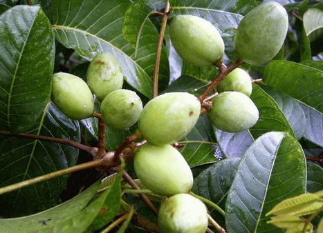 青欖孕婦可以吃嗎 產(chǎn)婦可以吃橄欖嗎 青欖孕婦可以吃嗎 產(chǎn)婦可以吃橄欖嗎